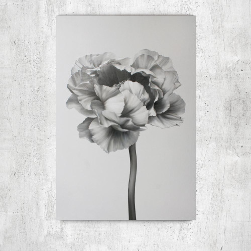Картина BLACK AND WHITE PEONY 2