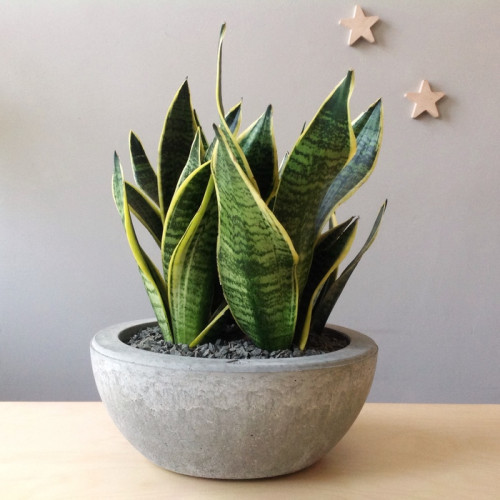 Flowerpot Hemisphere 30