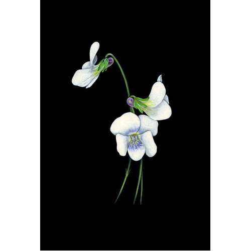 Design wallpaper "Flowers" designer Viktoriia Janis